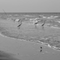 Egrets chill on the soft surf waiting for a meal to swim by. Caribbean Coast, Guatemala -- Karina Noriega